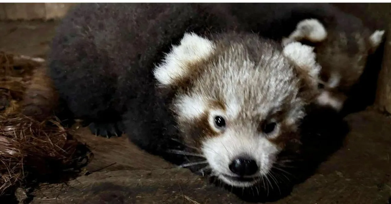 Red Panda Cubs Born in Sikkim After 7 Years And They’re More Than Just Adorable