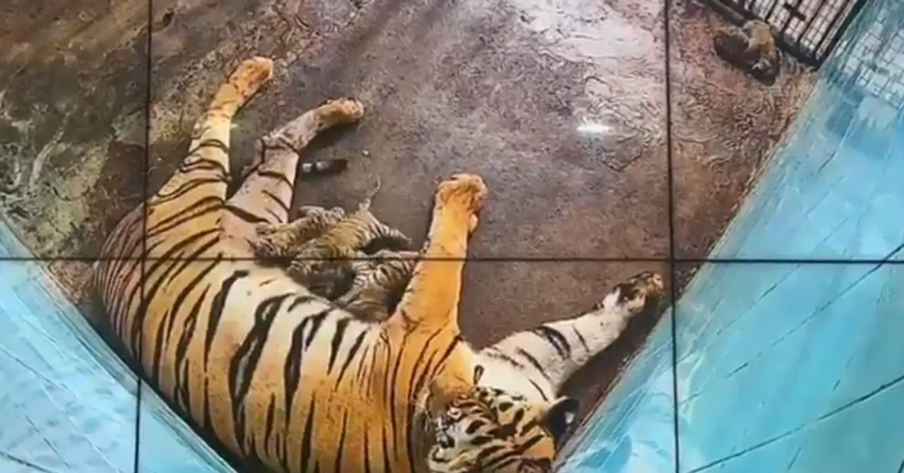 First Royal Bengal Tigers Born in 18 Years: From Genetic Pairing to Cub Care, How Delhi Zoo Made History