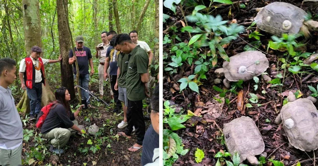 Asian Giant Tortoise Returns to Wild in Nagaland: A Rewilding Led by Tribal Youth