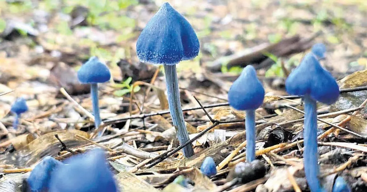Rare Mushrooms Spotted for the First Time in Telangana, Hinting at Forest’s Secret Riches
