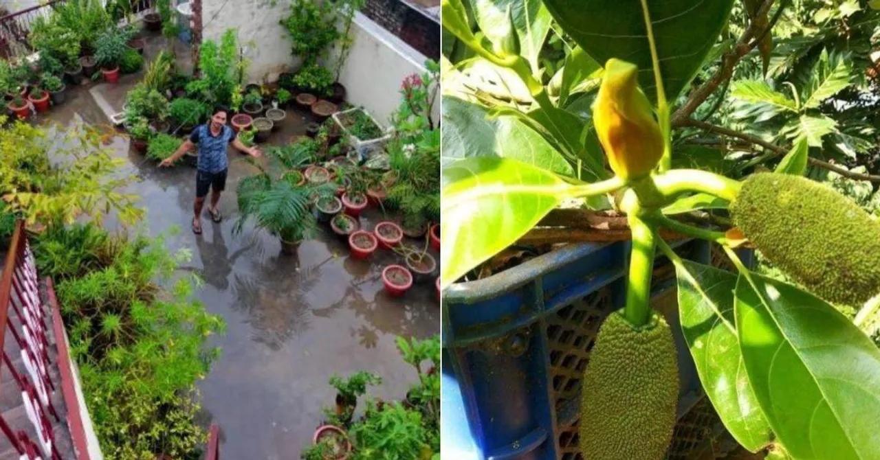 How to Grow Jackfruit at Home This Monsoon: A Step-by-Step Gardening Guide