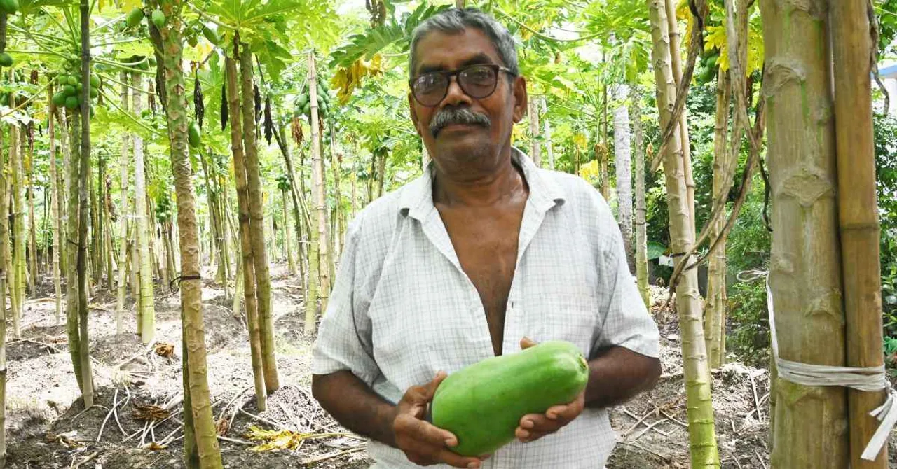 This 70-YO Farmer From Bengal Created a Papaya Variety That Yields 75000 Kg a Year
