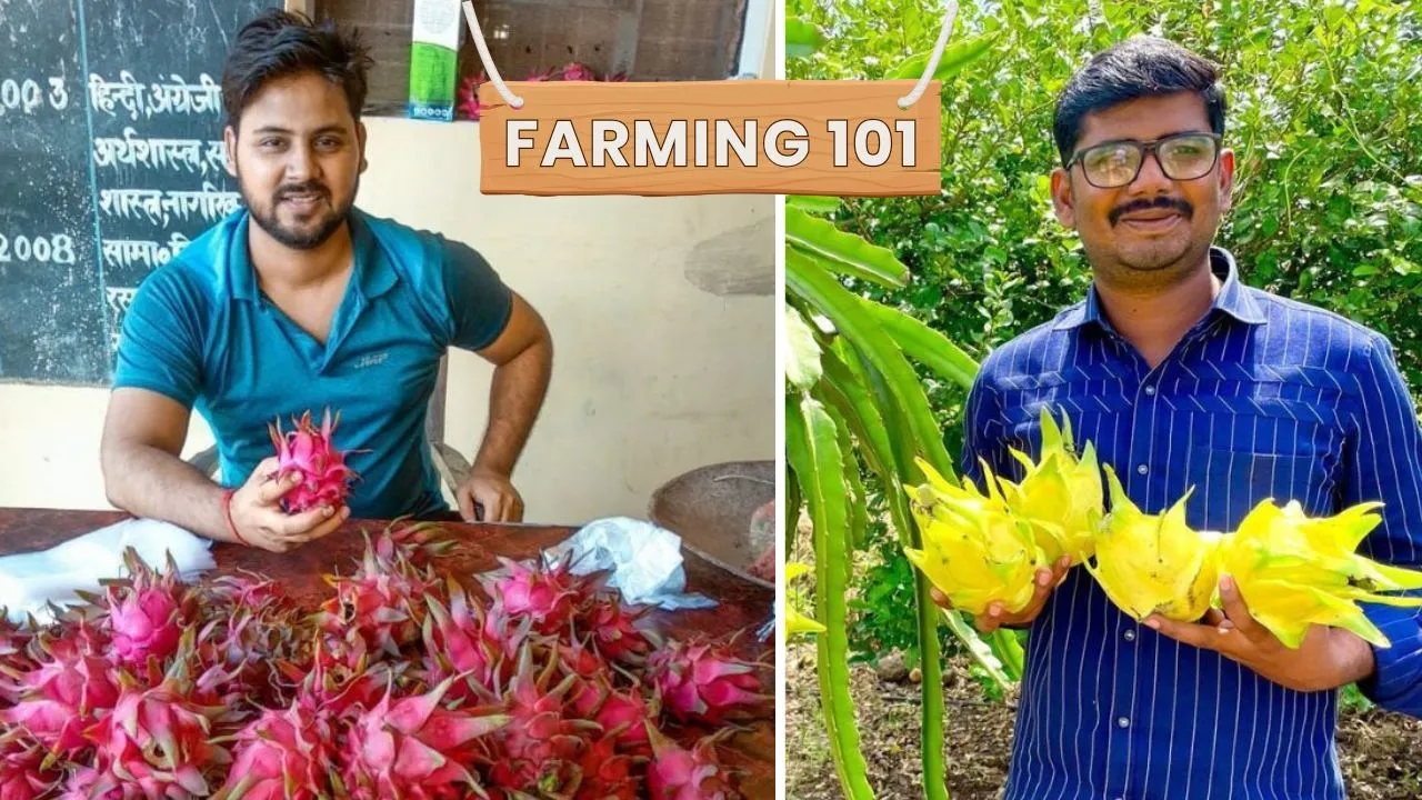 7 Dragon Fruit Farming Tips That Helped Farmers Earn up To Rs 2 Crore Annually