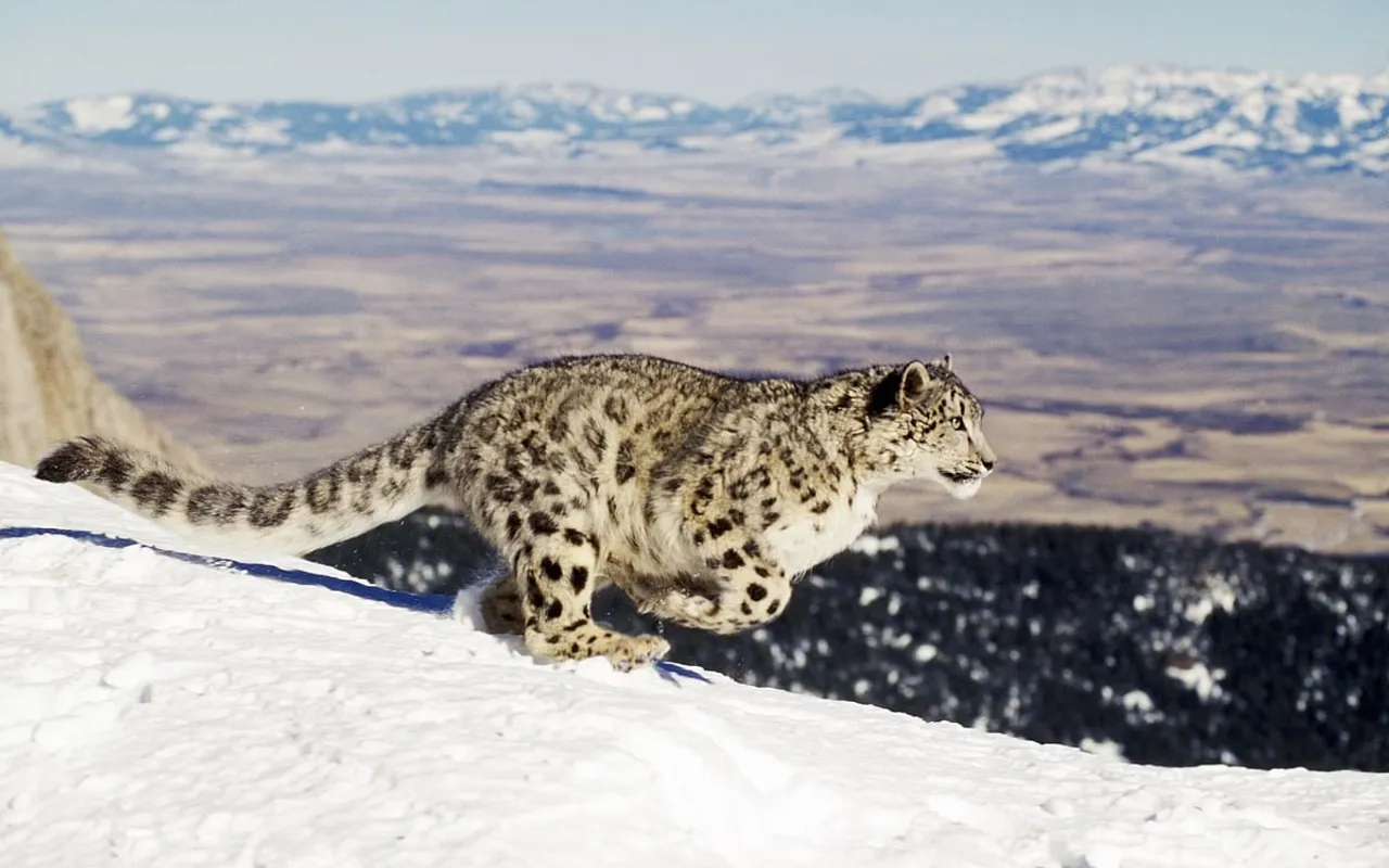 Why the habitat of the snow leopard deserves our attention
