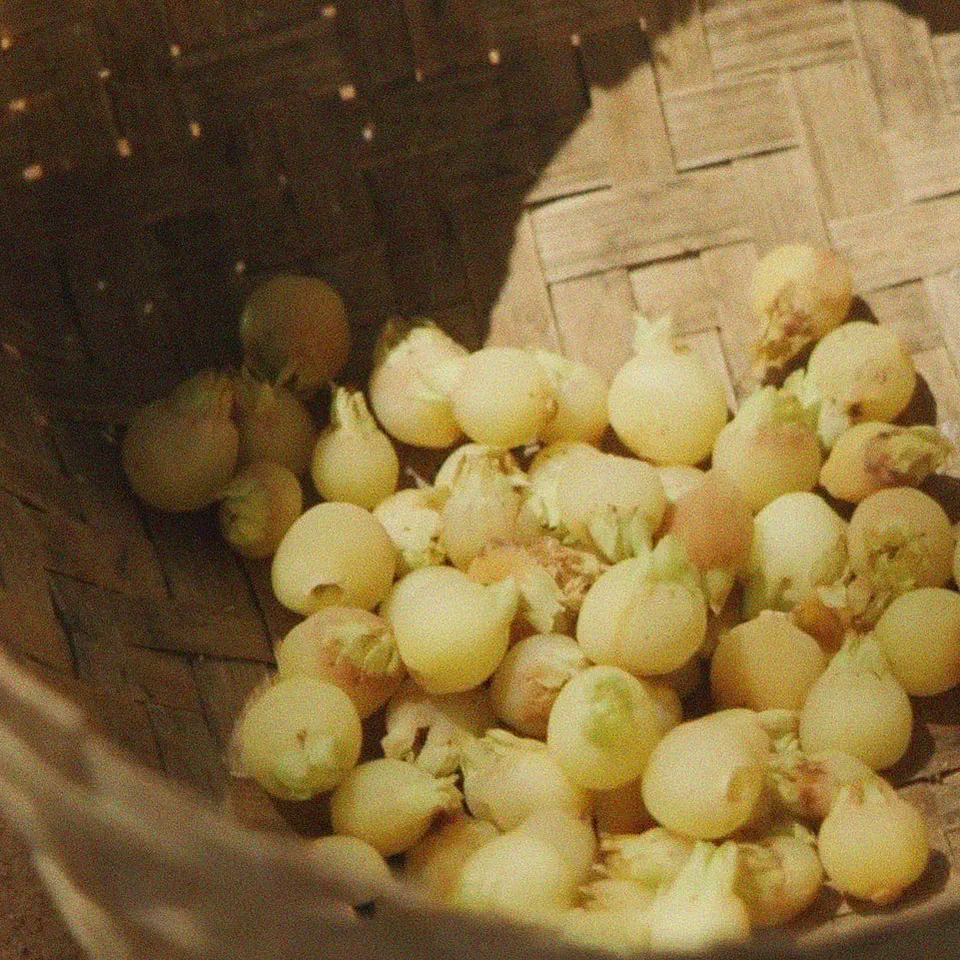 Heard of Mahua? This tribal drink makes a surprising debut in a documentary at Cannes