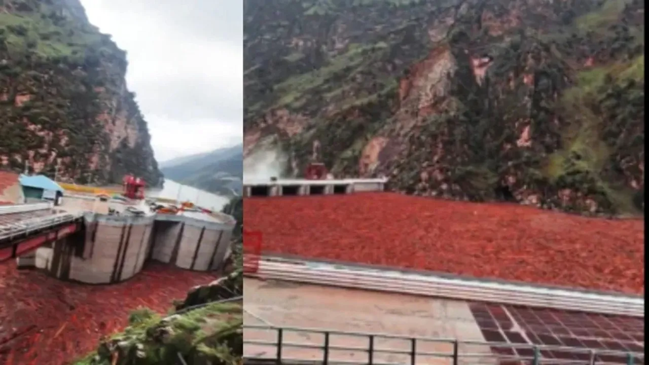 Viral Video Impact, Supreme Court Notice, Viral Video Impact, Supreme Court Notice, Illegal Tree Cutting, Himachal Floods, Deforestation in India, Timber Logs Viral Video, SC Suo Motu Action, वायरल वीडियो असर, सुप्रीम कोर्ट नोटिस, अवैध पेड़ कटाई, हिमाचल बाढ़, भारत में वनों की कटाई, वायरल लकड़ी वीडियो