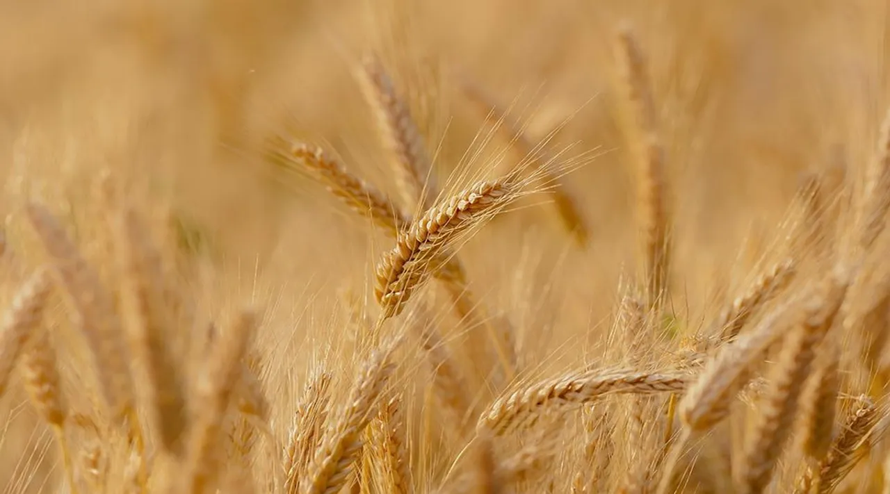 India bans wheat exports with immediate effect as part of measures to control rising domestic prices