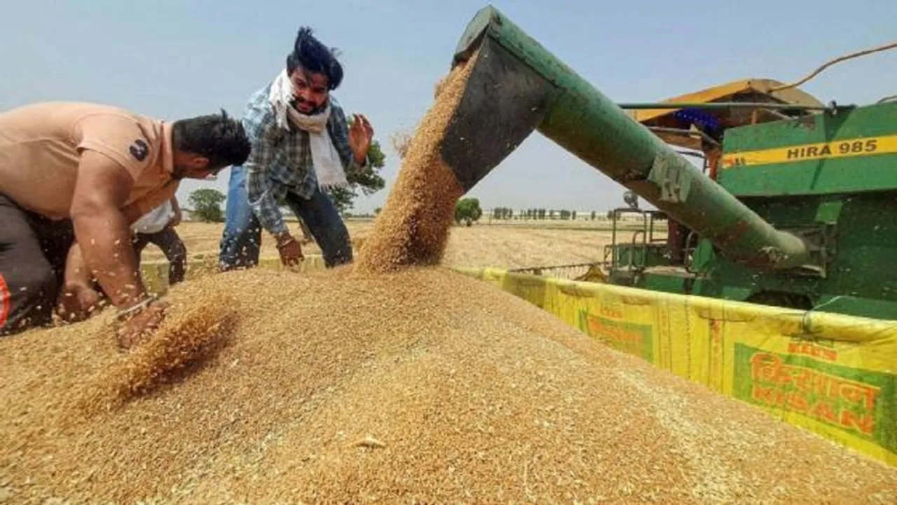 Wheat Crops