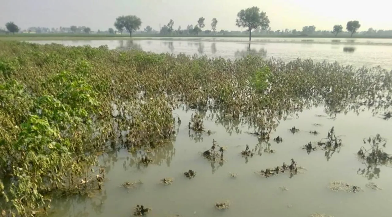 तेज बारिश या बाढ़ में किसानों की फसल हो गई खराब, सरकार करेगी भरपाई, क्‍या है PMFBY योजना