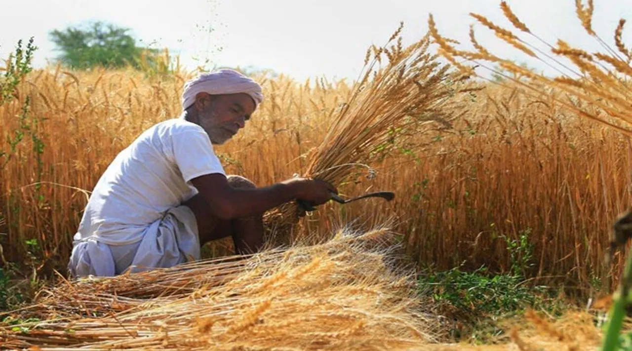 Exporters of wheat flour maida need quality certificate for shipments