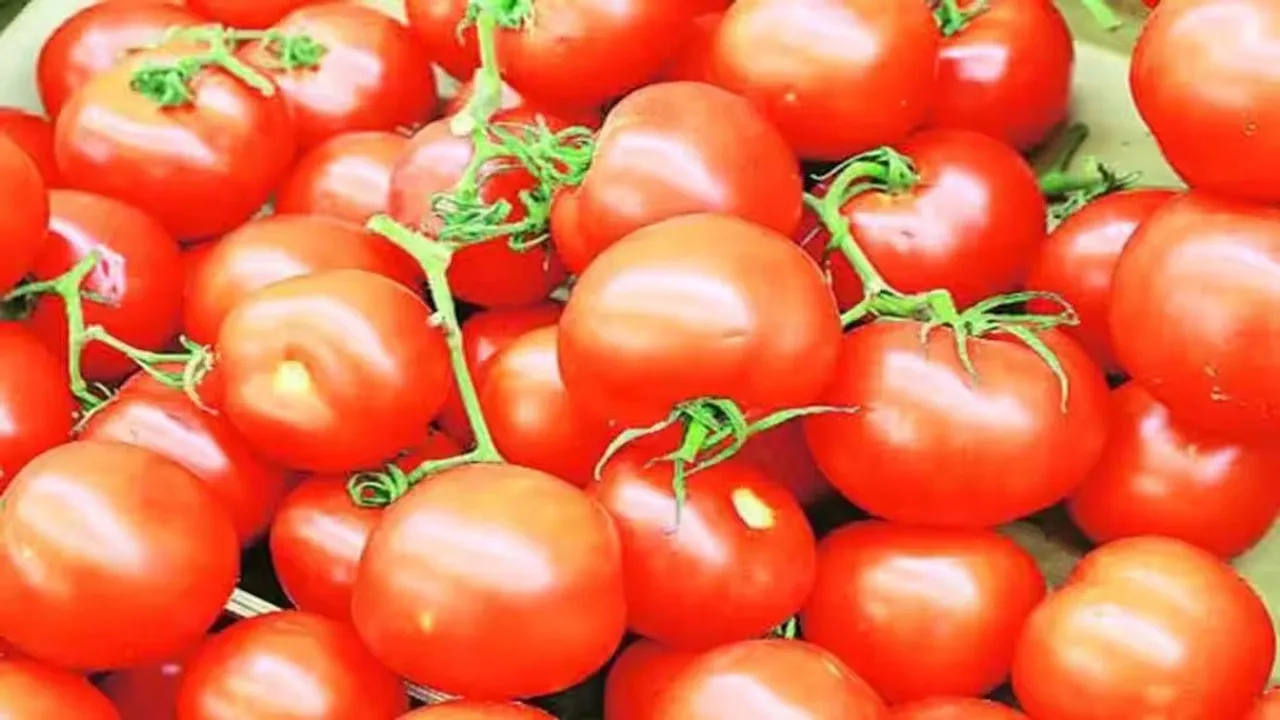 Tomato