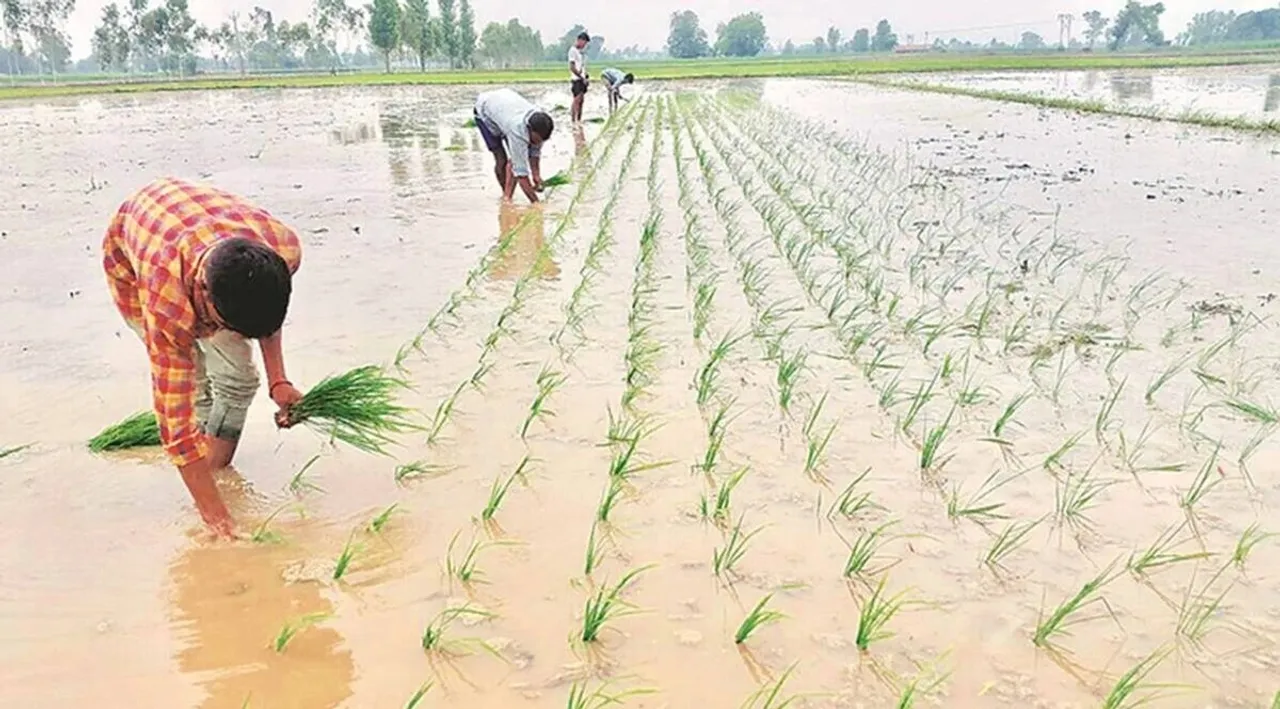 paddy crop, down, 5.62pc, kharif season, poor rains, agriculture ministry, data, released