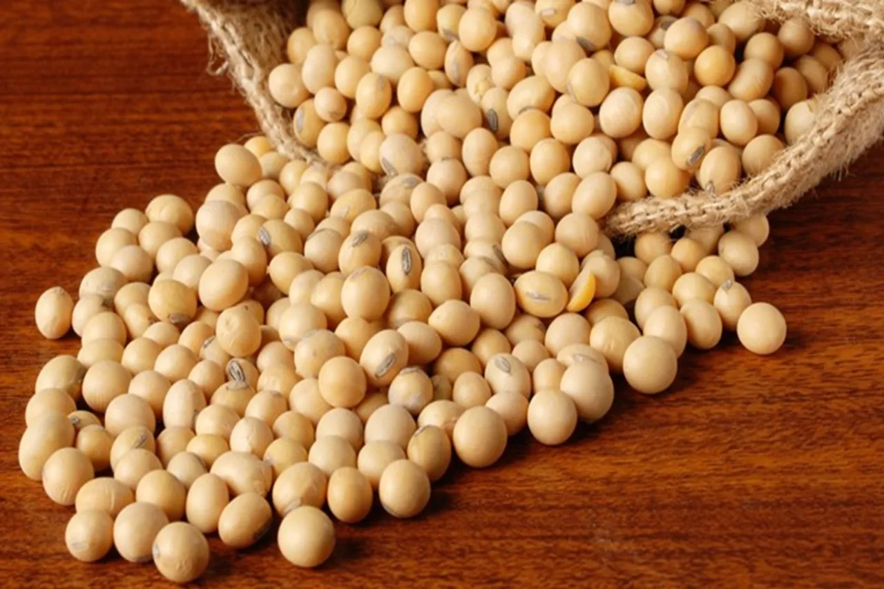 six times export soyameal investors may get profit in soya bean commodity on buy side
