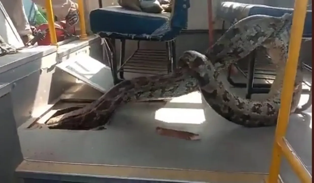 giant python, inside the engine, school bus, Raebareli, Uttar Pradesh,
