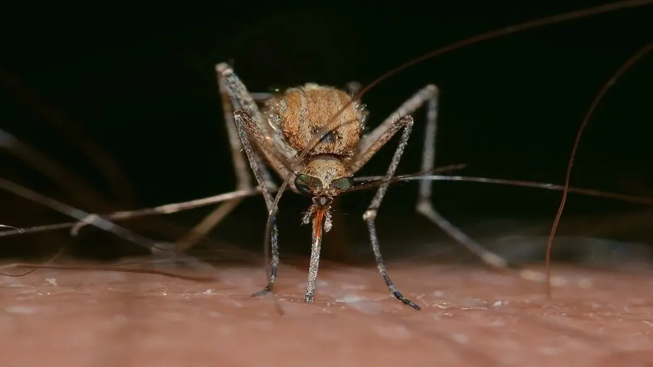 insects-gab