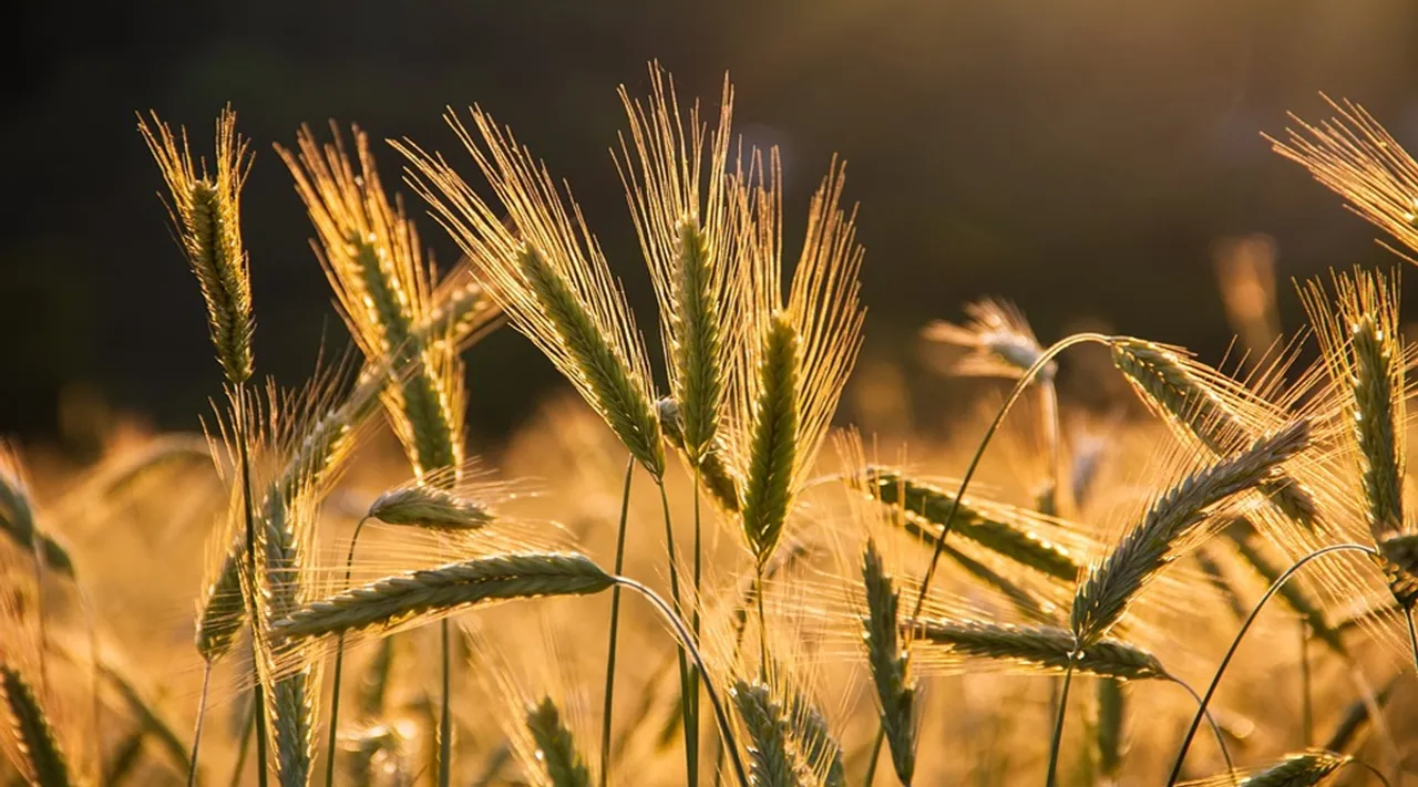 Budget Expectations from the agriculture and Commodities sector know here what experts demand from budget 2022-23 by finance minister nirmala sitharaman pm narendra modi