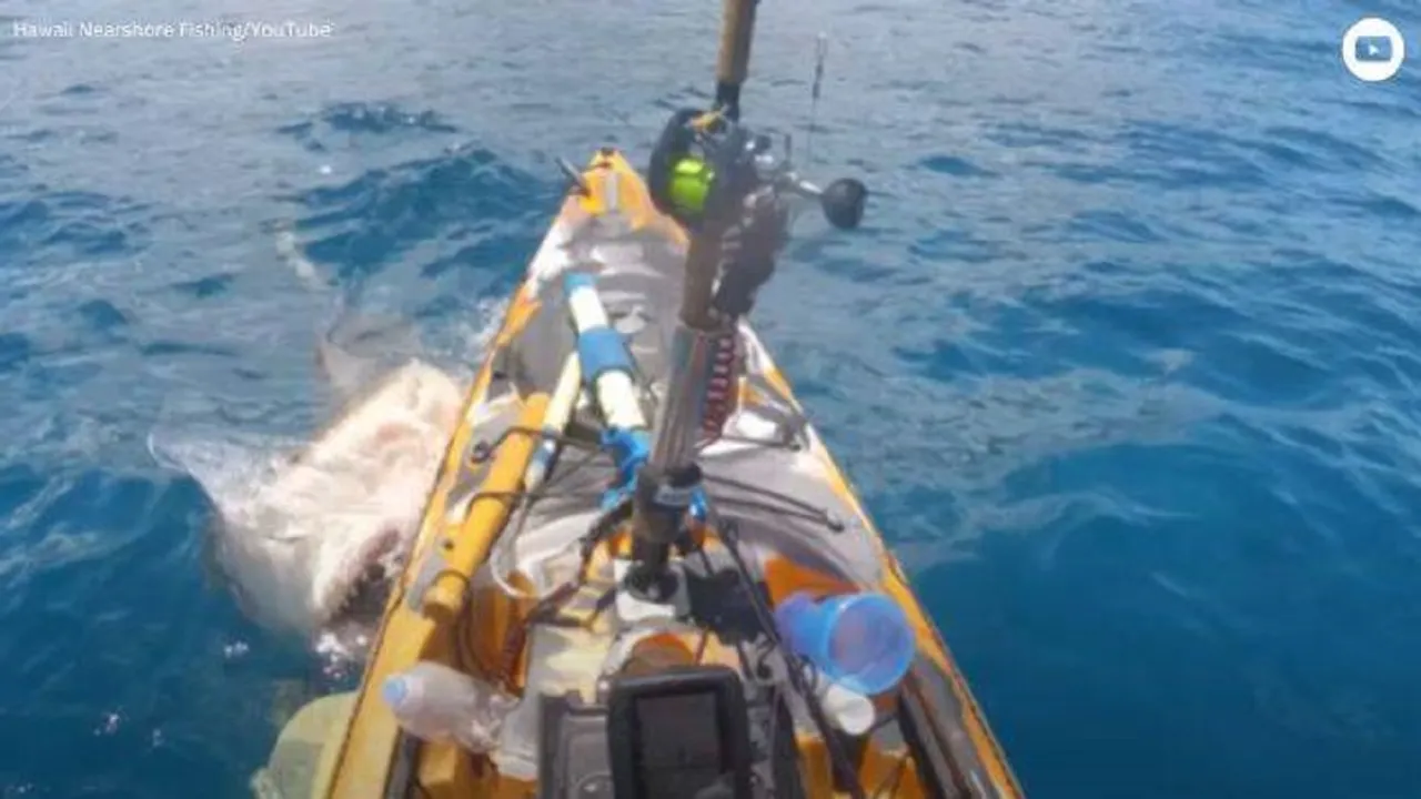 Shark-attacks-boat