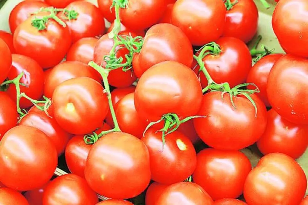Tomato turns costly on tight supply prices soar to Rs 72 per kg in metros
