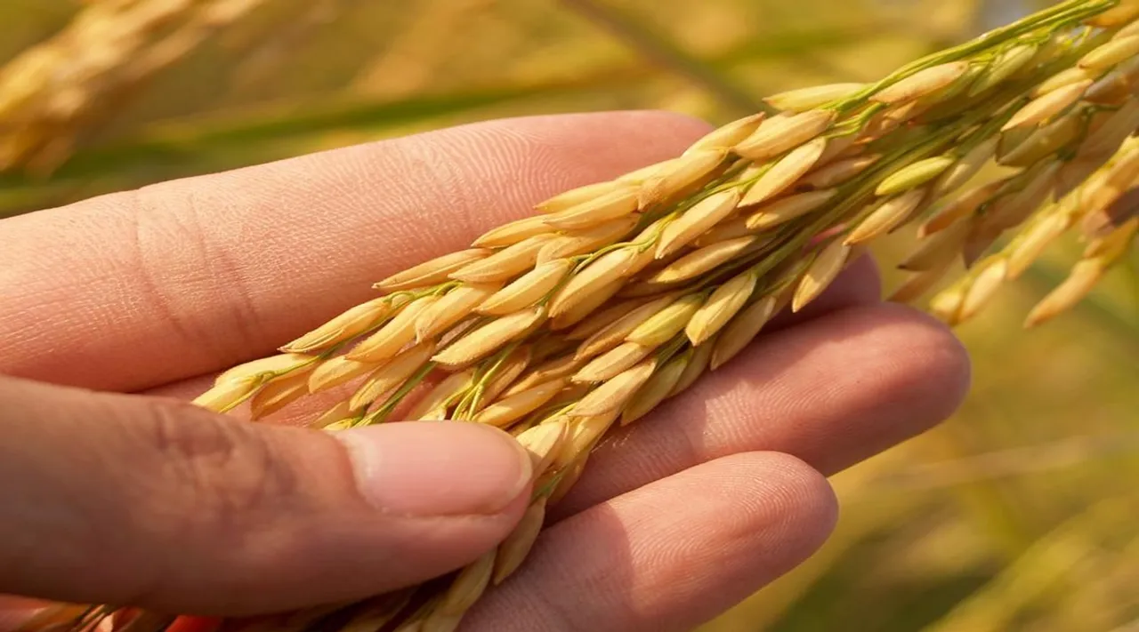 Modi government approves increase in Minimum Support Prices MSP for all mandated Kharif Crops for Marketing Season 2022-23 check latest price