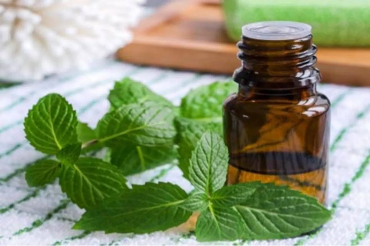 Mentha Oil Rate Today: कहां जाकर रुकेगी मेंथा ऑयल में यह तेजी? जानिए, निवेशकों के लिए मुनाफा कमाने का कितना मौका