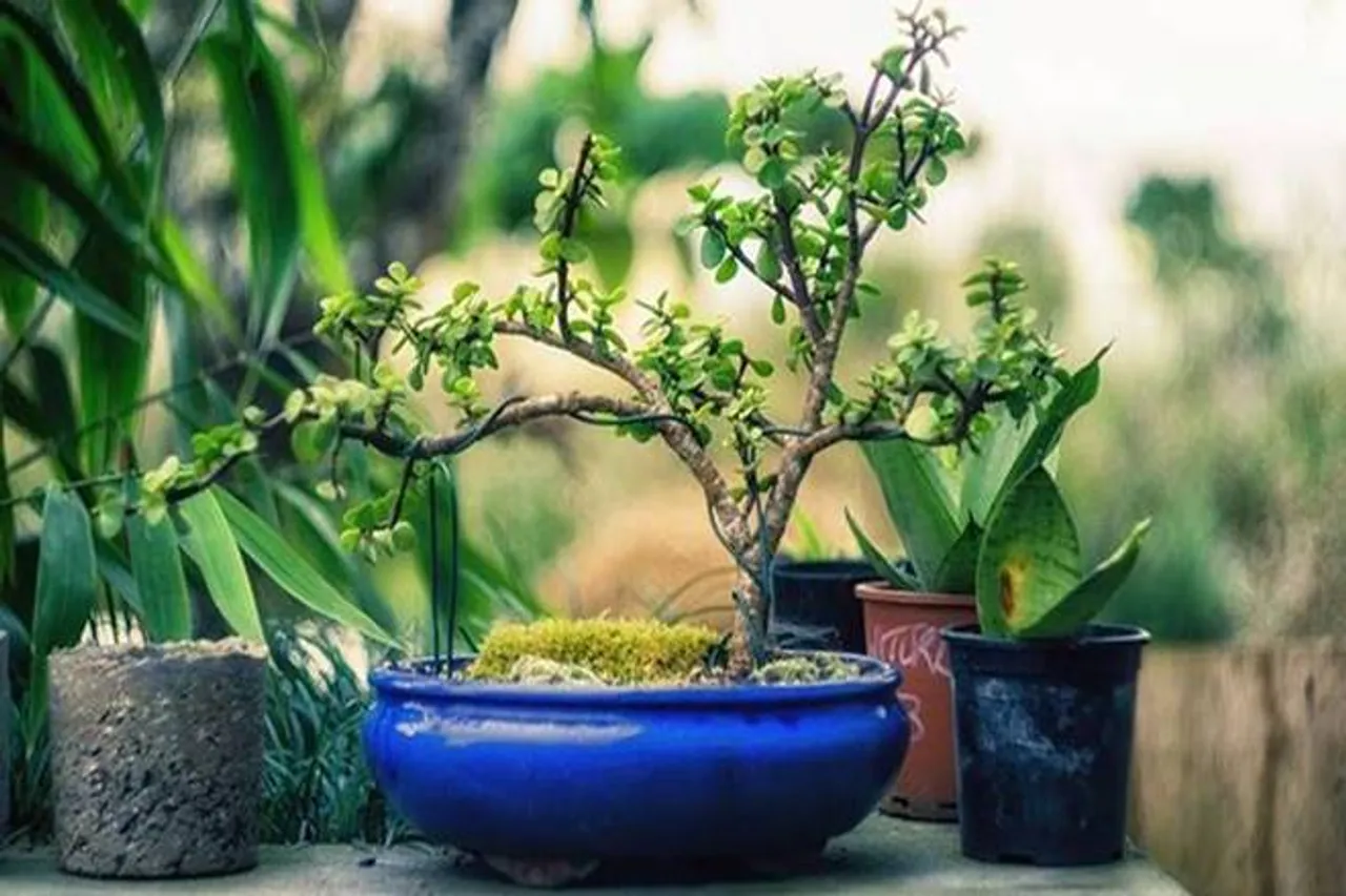 cool room, sooling in summer, कैसे रखें घर को ठंडा, घर को ठंडा कैसे रखें, गर्मी से निपटने के खास उपाय, गर्मी से निपटने के उपाय, फॉल्सी सीलिंग, water based painting, oil based painting, greenery, windows, home cool without ac, home cool without cooler,