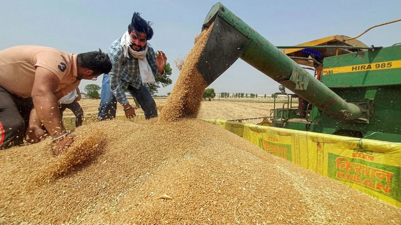 wheat production