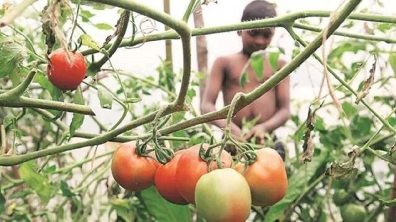 Tomato-prices-1