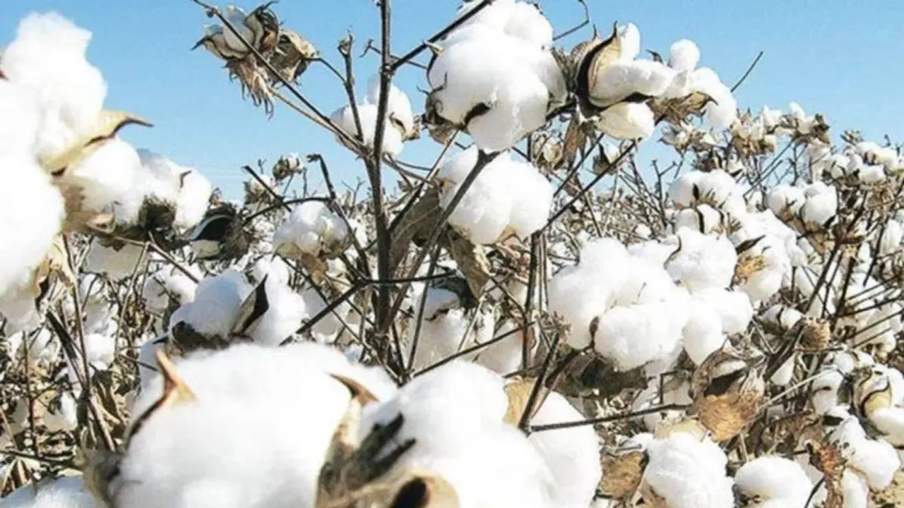 cotton, crop