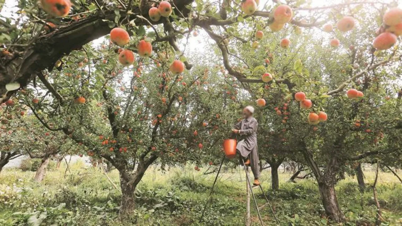 Bumper Crop, apple crop, Kashmir, 30% fall, prices,