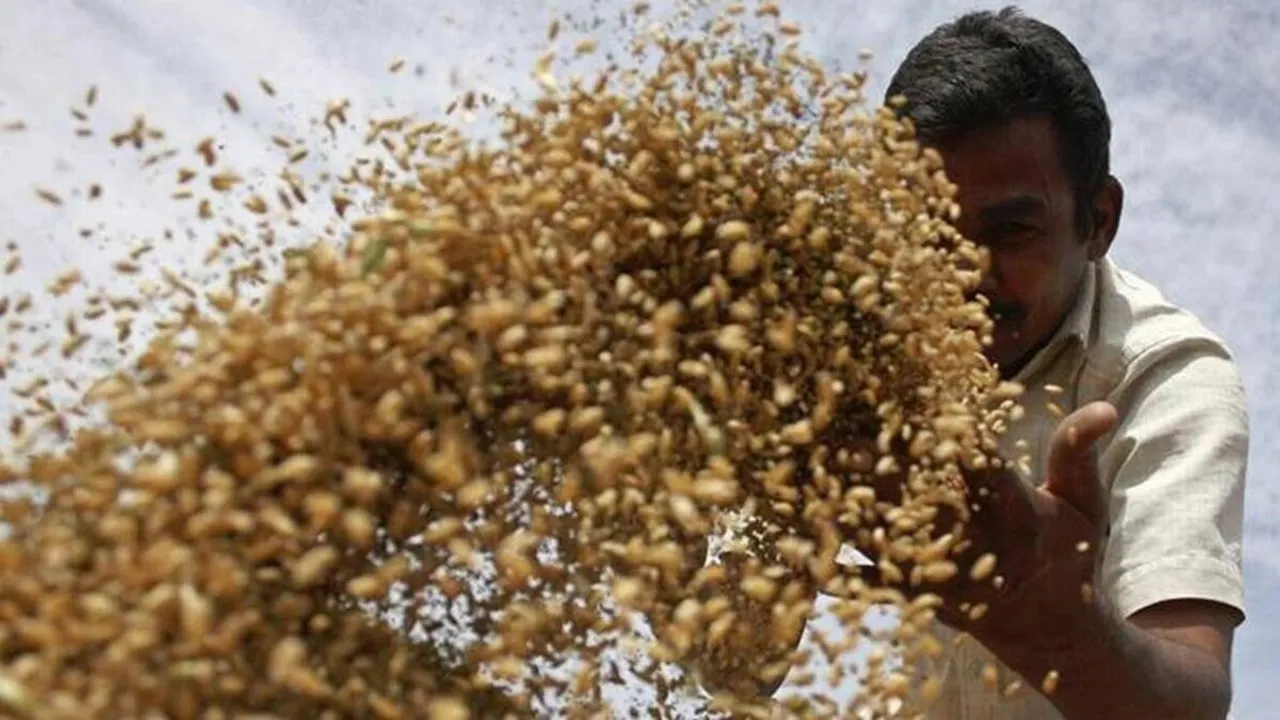 Free Food Grains