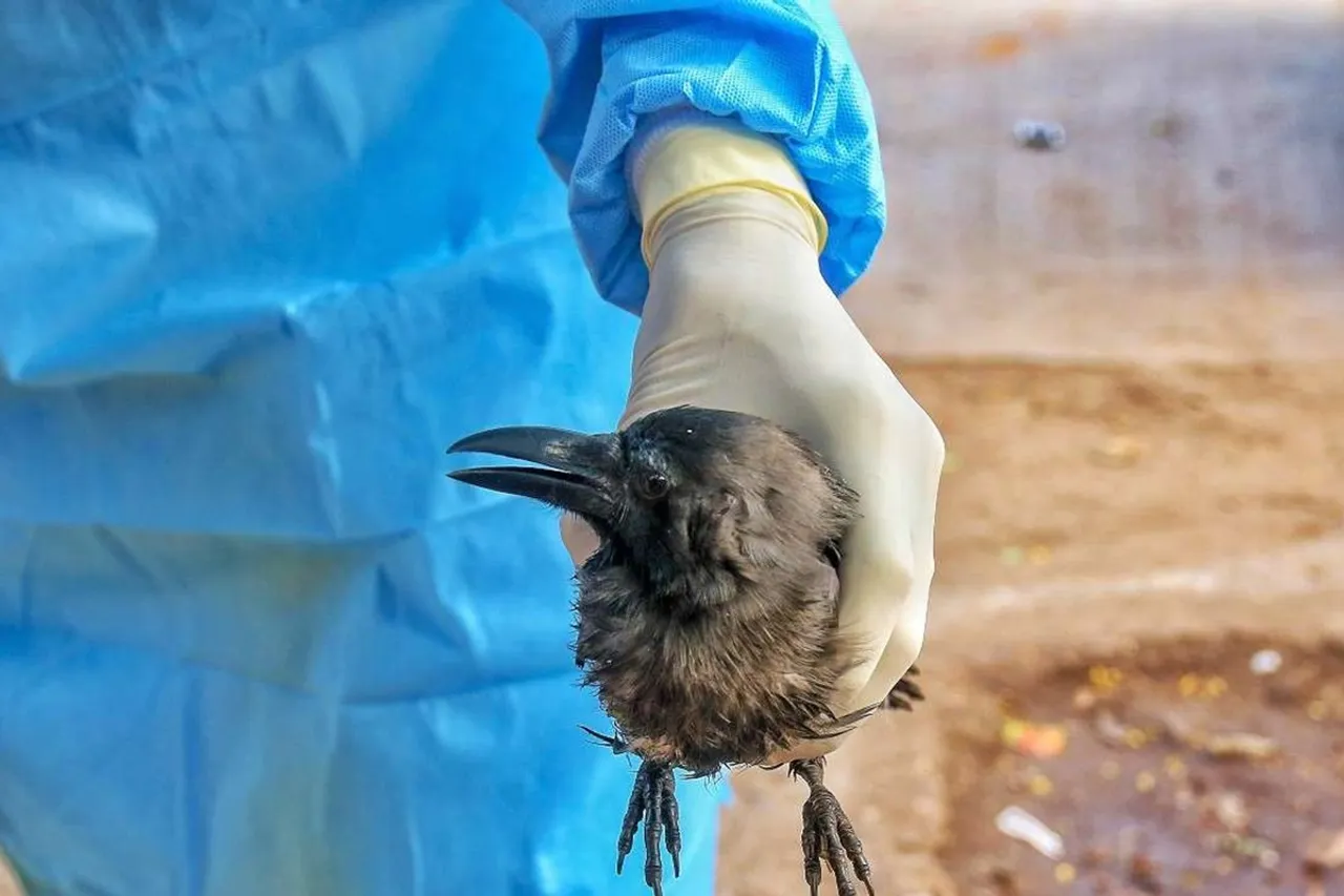 Bird flu, Karnataka blocks poultry from Kerala, Madhya Pradesh temporarily bans poultry import from Kerala, other affected states, avian influenza