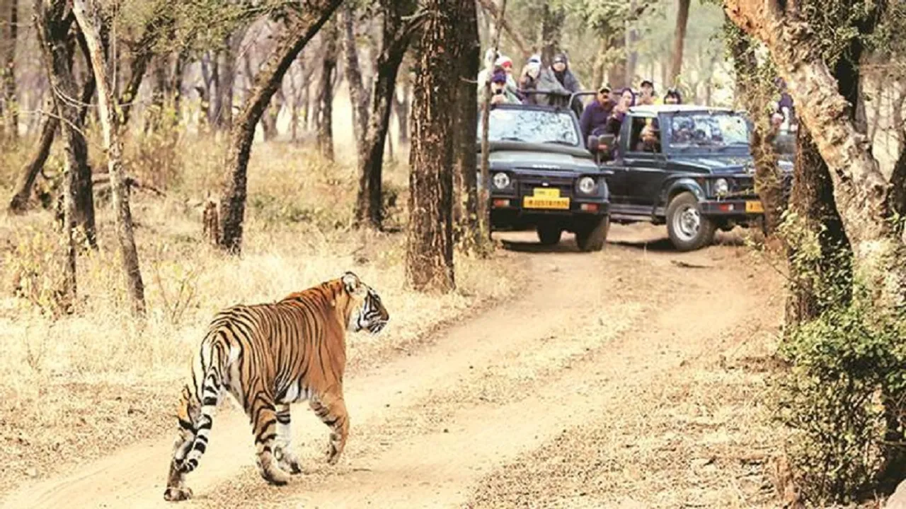 Wildlife