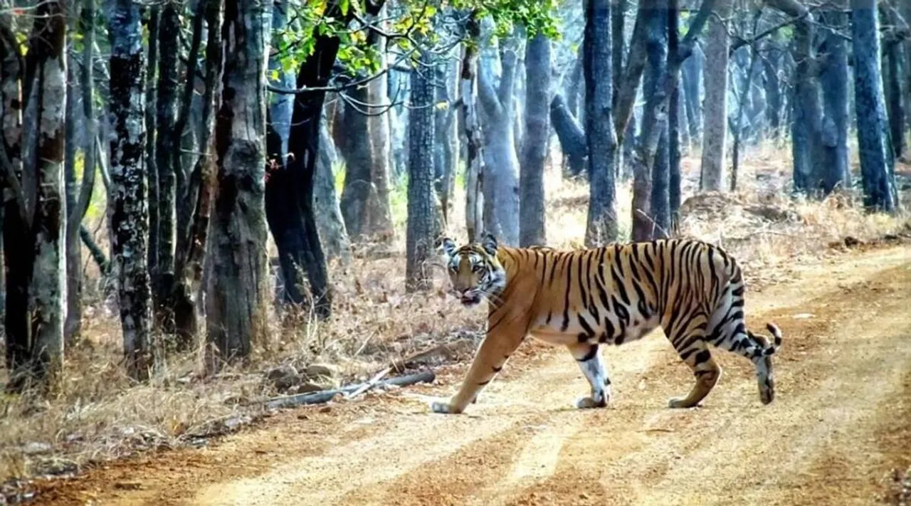 world’s largest safari park, 10,000 acres, Delhi NCR, Aravalli mountain range, birds, wild animals, butterflies, Gurugram, Nuh, Haryana Government, project,