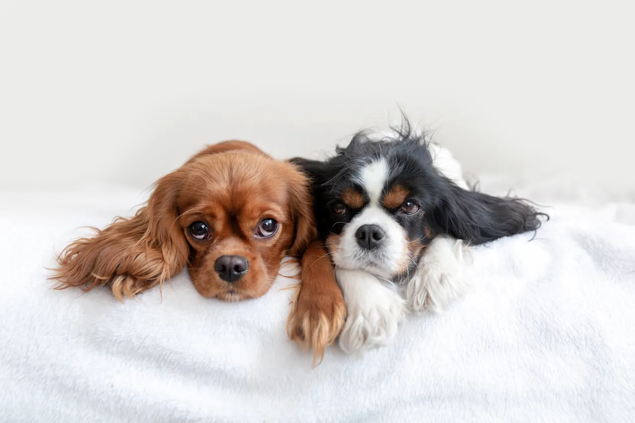 pets