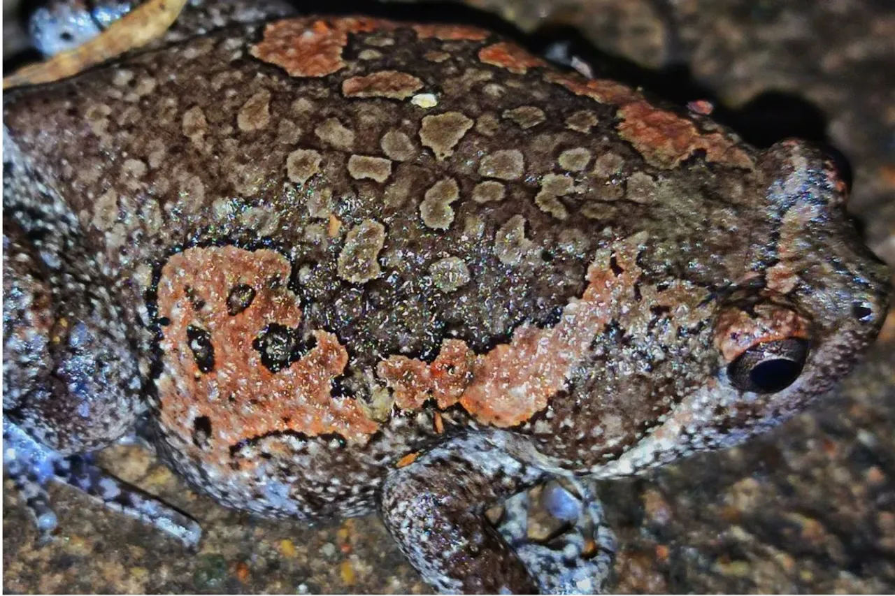 Ujjain Indian Painted Frog