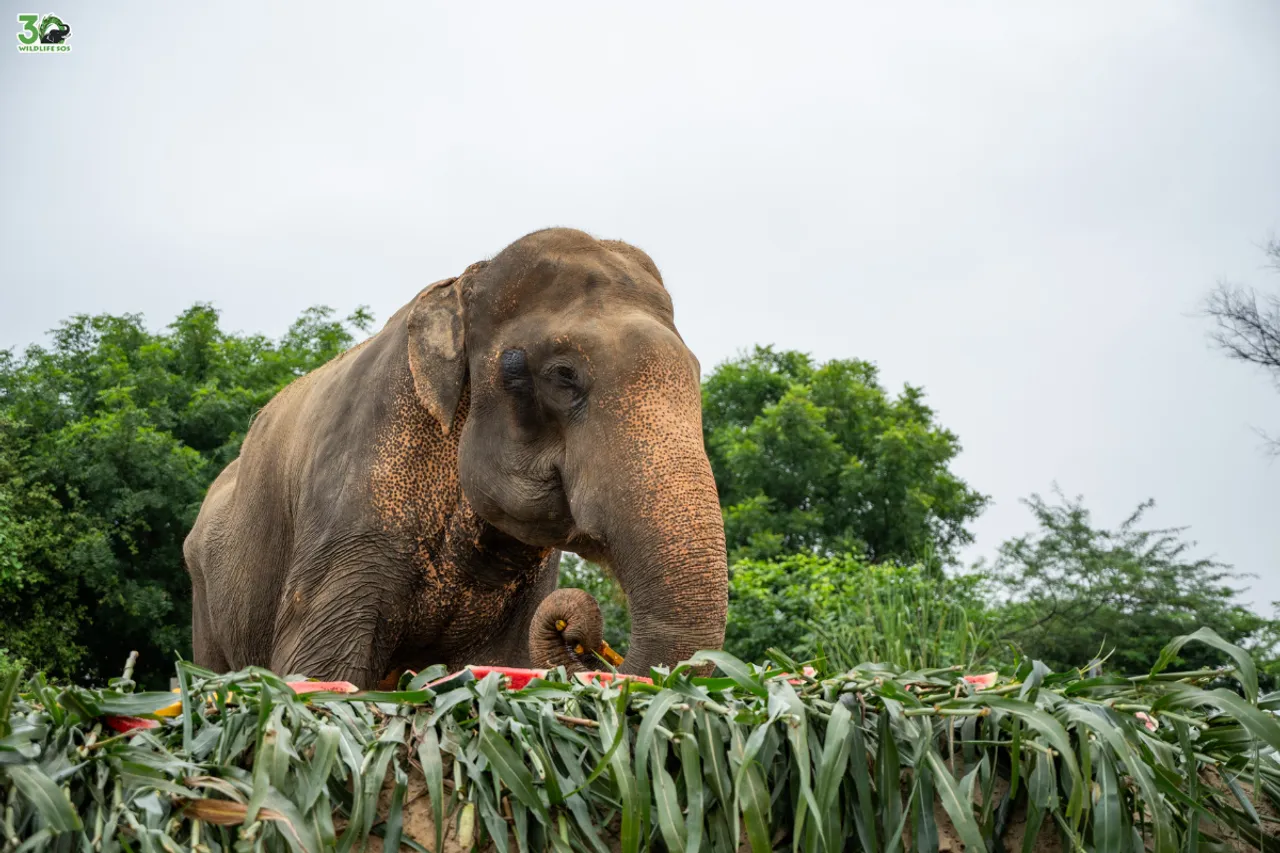Elephant Bhola marks 14 years of rescue