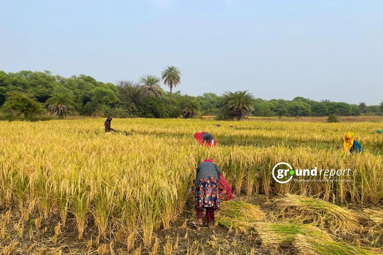 Paddy Harvest Madhya Pradesh Huzur Tehsil