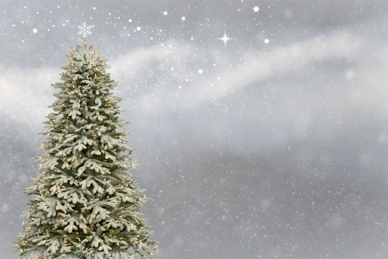Real vs Fake: The sustainable Christmas tree debate