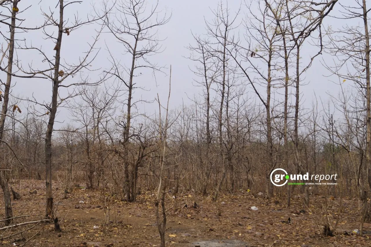 Forests of Madhya Pradesh