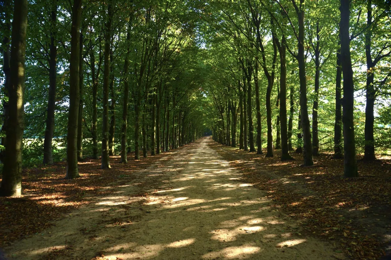 Greenery decline in Madhya Pradesh's small cities: FSI Report