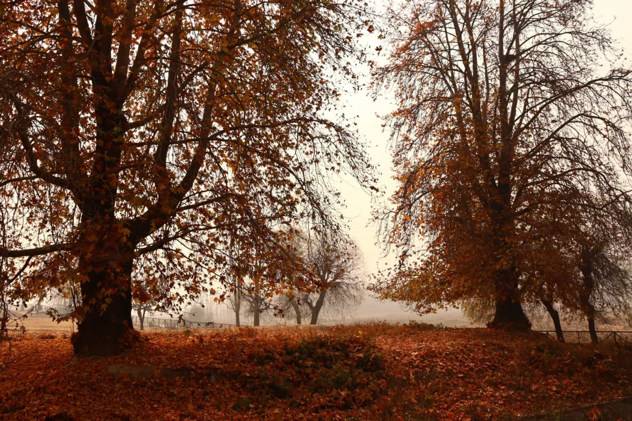 Why J&K govt is using Geo-tagging & ‘Aadhaar’ to save Chinar trees