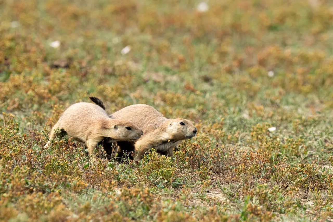 600+ species show declining Genetic diversity, study warns