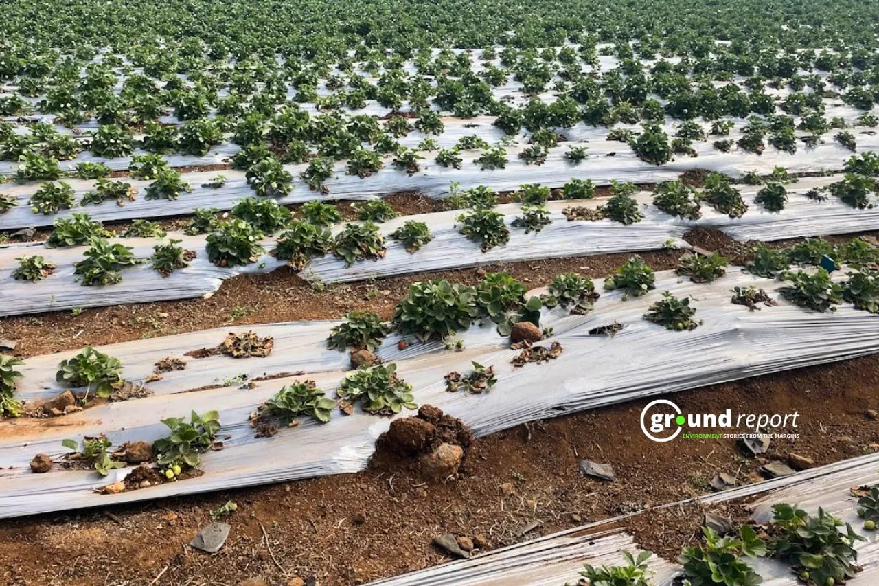 Plastic Mulching use is increasing in farming