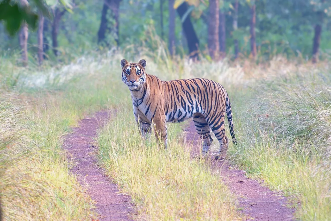 Panna Tiger Reserve
