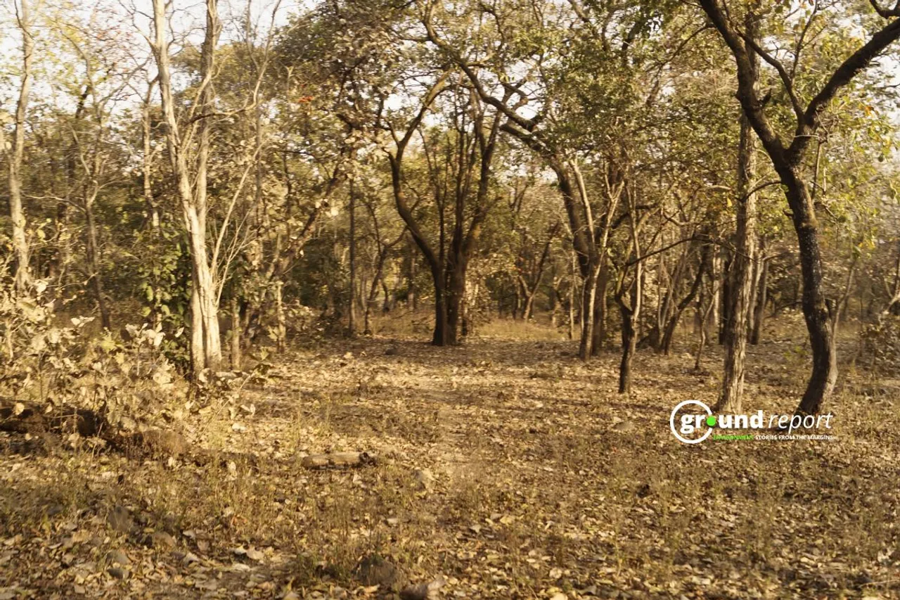 Shahabad Forests Cutting  in Madhya Pradesh