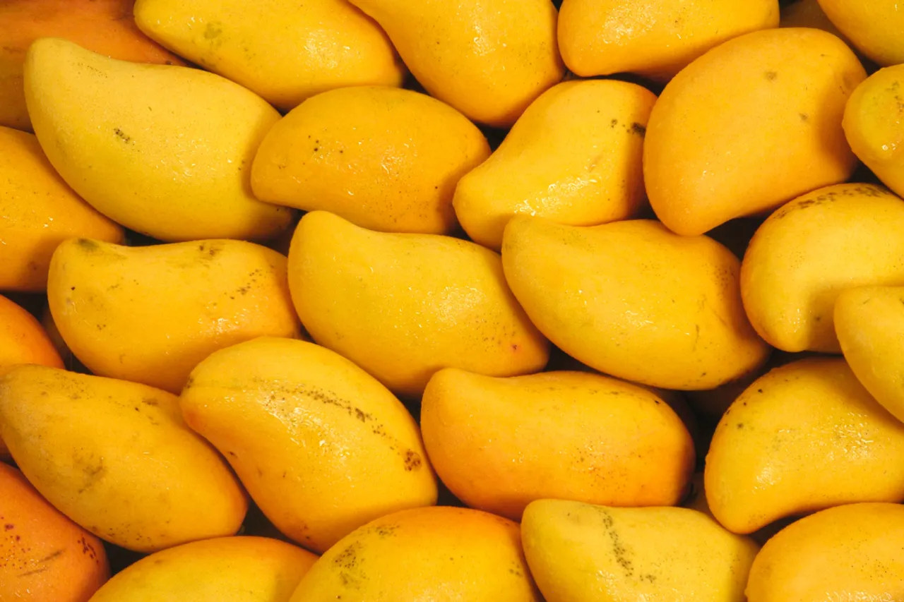 How To Identify Real Vs Fake Mango 1