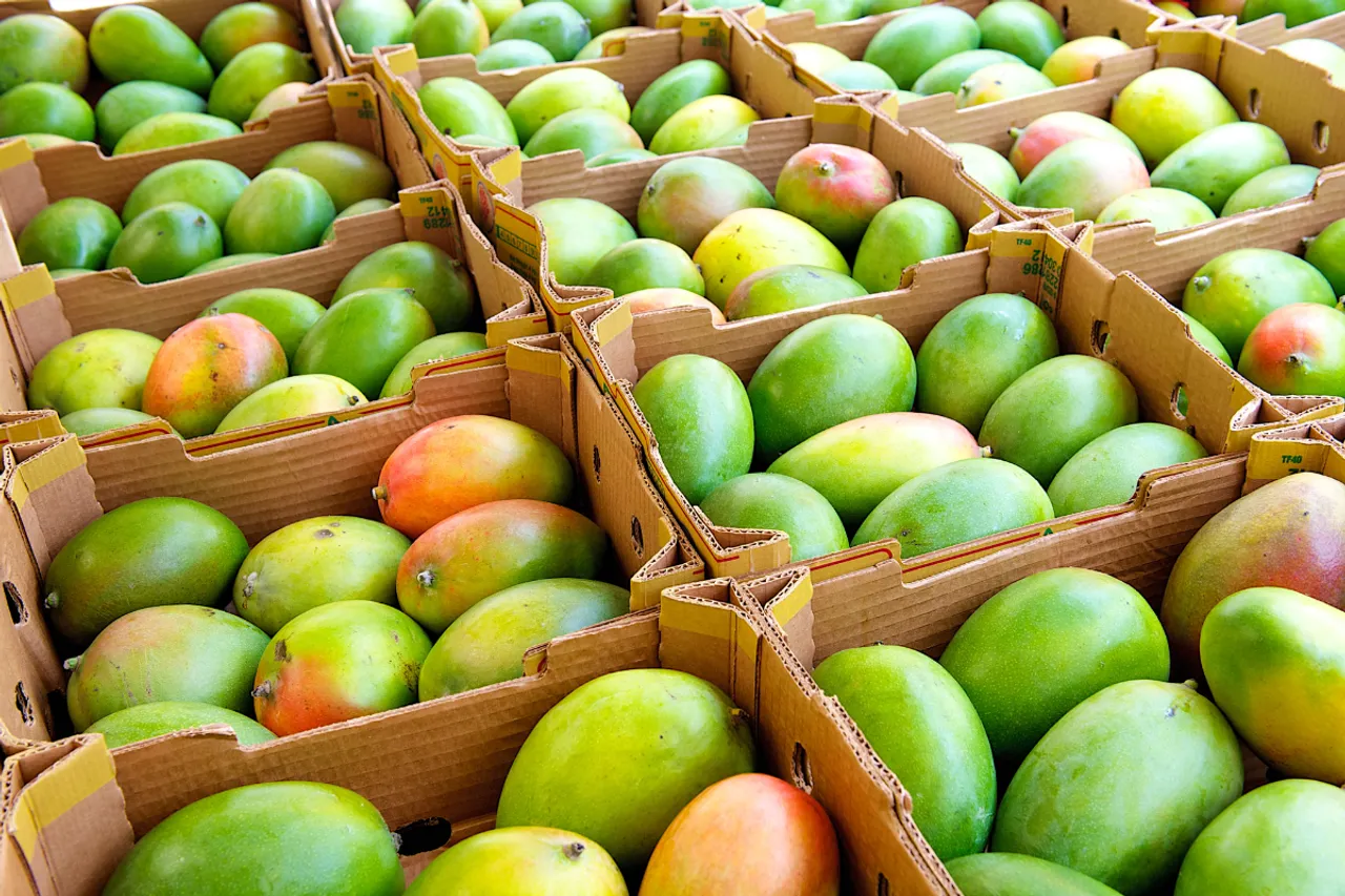 How To Identify Real Vs Fake Mango 12