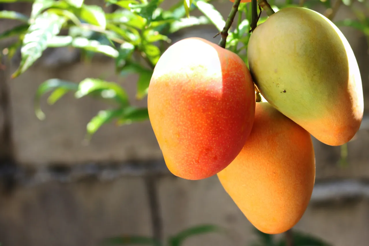 How To Identify Real Vs Fake Mango 123