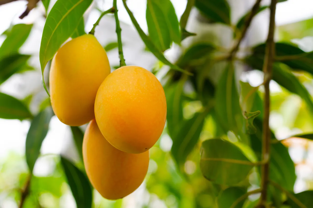 How To Identify Real Vs Fake Mango 123456