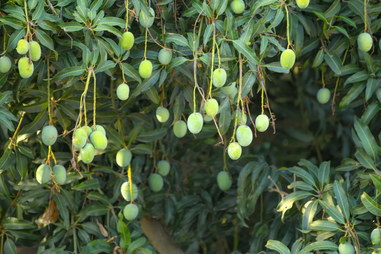 How To Identify Real Vs Fake Mango 1234567